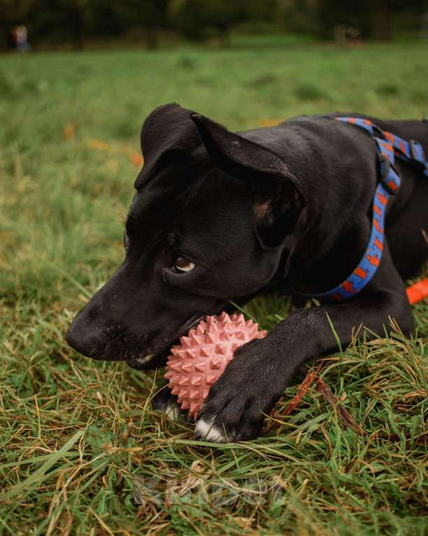 Собаки в Кудрово: Отис в поисках родителя Мальчик, Бесплатно - фото 5