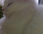 Кошки в Симферополе: Котята Мейн Кун  Девочка, 15 000 руб. - фото 8