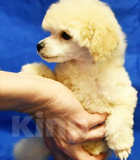 Собаки в Долгопрудном: Щенок той пудель белый мальчик  Джентли Борн Смайлик   Мальчик, 125 000 руб. - фото 5