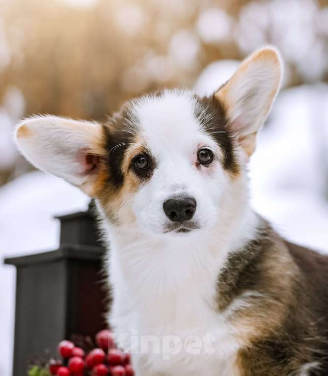 Собаки в Новосибирске: Вельш Корги Пемброк Моргана ле Фэй Девочка, 65 000 руб. - фото 1