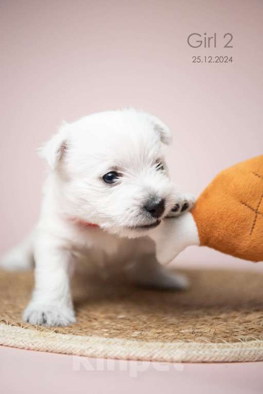 Собаки в других городах Мурманской области: Щенки Вест-хайленд-уайт-терьера Мальчик, 75 000 руб. - фото 2
