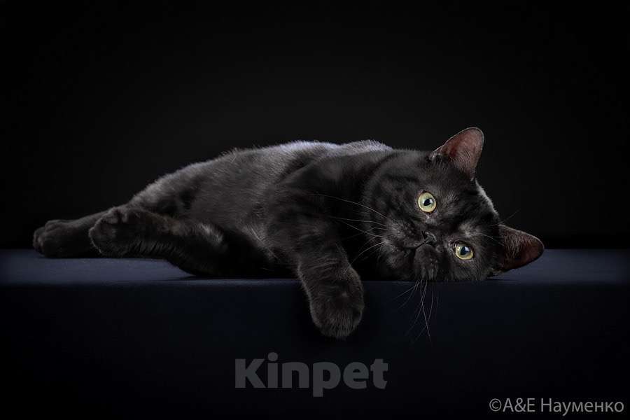 Кошки в Москве: Американский короткошерстный кот, импорт США Мальчик, Бесплатно - фото 5