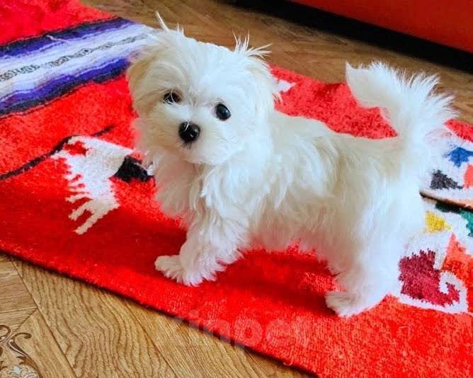 Собаки в Екатеринбурге: Мальтезе . Мальчик . Мальчик, Бесплатно - фото 1