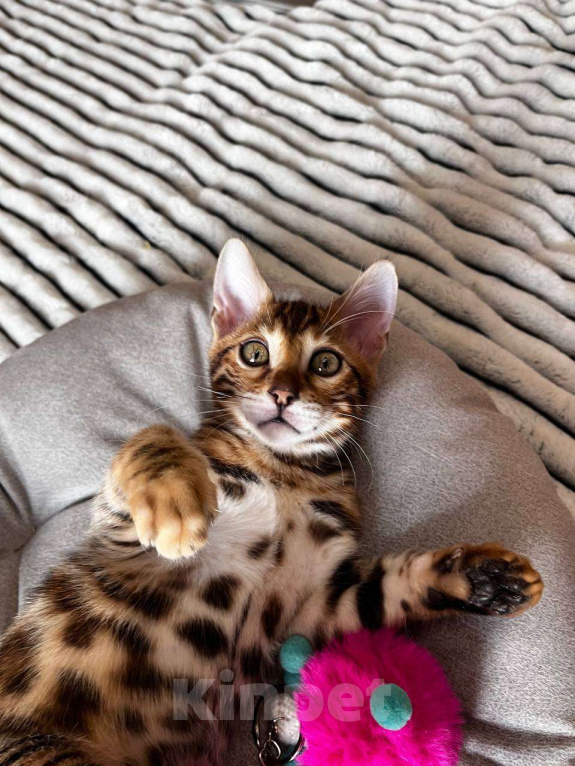 Кошки в Самаре: Бенгальский мальчишка Veritay Bentley  Мальчик, 60 000 руб. - фото 7