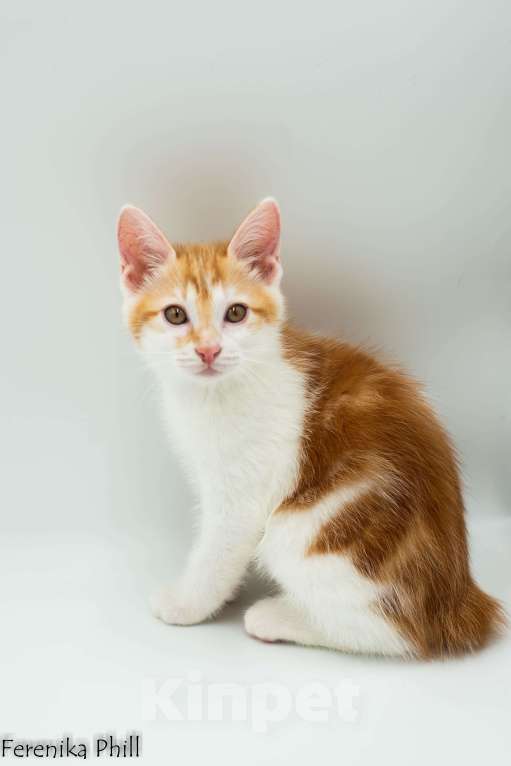 Кошки в Хабаровске: Котёнок Курильского Бобтейла Ференика Фил МИРАМ Мальчик, 40 000 руб. - фото 5