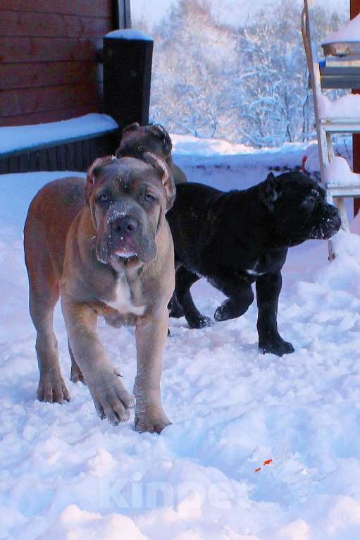 Собаки в Пушкино: Мальчик и три девочки кане корсо Девочка, 70 000 руб. - фото 1