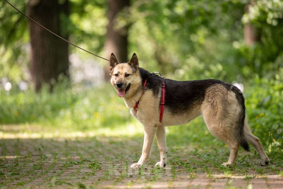 Собаки в Москве: Пеппи ищет дом Девочка, Бесплатно - фото 4