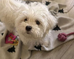 Собаки в Москве: Продается мальтийская болонка Мальчик, 17 500 руб. - фото 1