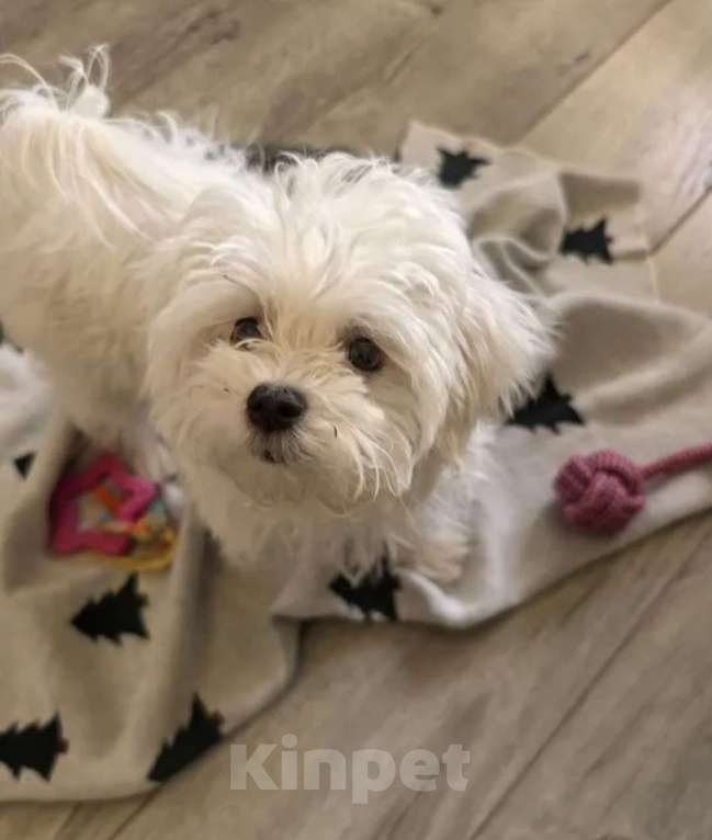 Собаки в Москве: Продается мальтийская болонка Мальчик, 17 500 руб. - фото 1