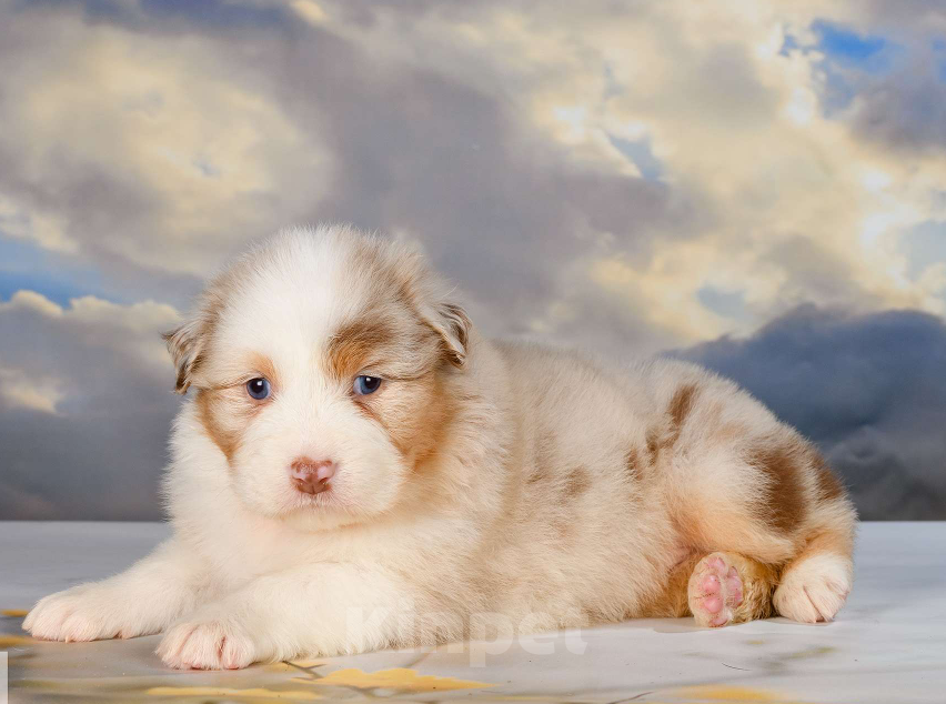 Собаки в Звенигороде: Щенки австралийской овчарки  Рождение 02.06.2025 Девочка, 60 000 руб. - фото 5