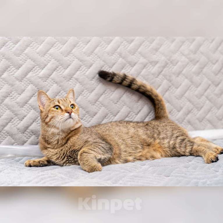 Кошки в Казани: Кошечка молодая Девочка, Бесплатно - фото 3