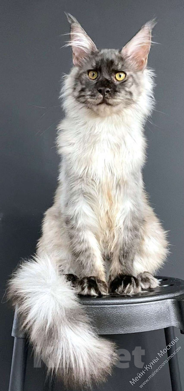 Кошки в Москве: Черный дым (ns) - шикарный парень Мальчик, 135 000 руб. - фото 3