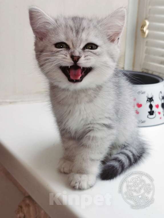 Кошки в Санкт-Петербурге: Британская серебристая шиншилла NS 24 Девочка, 30 000 руб. - фото 4