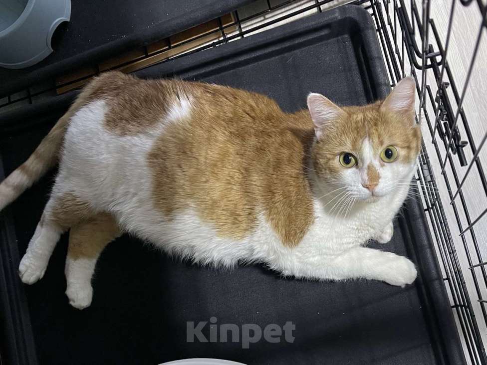 Кошки в Санкт-Петербурге: Котик ищет дом Мальчик, Бесплатно - фото 3