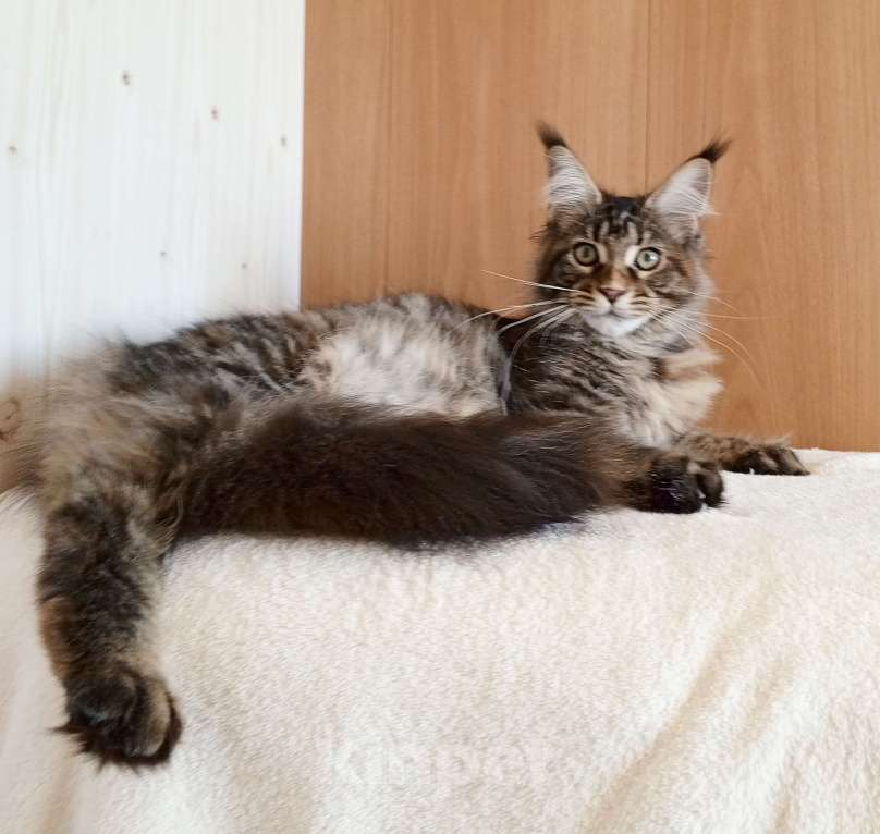 Кошки в Владимире: Рошель - кошка черепашка Девочка, 50 000 руб. - фото 2