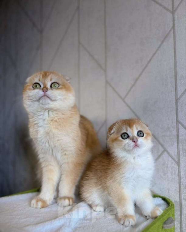 Кошки в Москве: Шотландская вислоухая кошечка Девочка, 45 000 руб. - фото 7