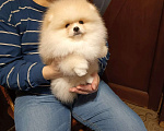 Собаки в Москве: Померанский карликовый шпиц кремового окраса Мальчик, 35 000 руб. - фото 3