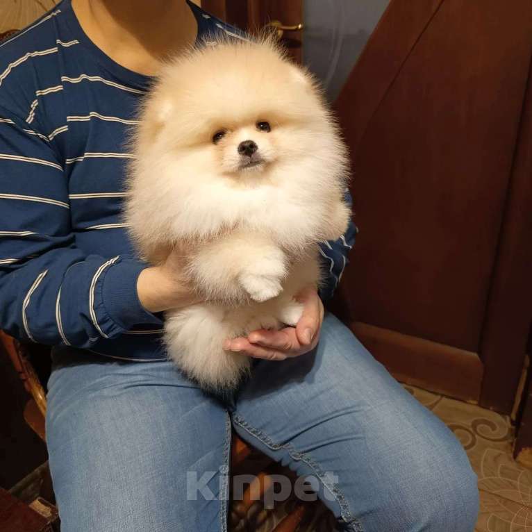 Собаки в Москве: Померанский карликовый шпиц кремового окраса Мальчик, 35 000 руб. - фото 3
