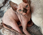Кошки в других городах Московской области: Канадский сфинкс Девочка, 18 000 руб. - фото 3