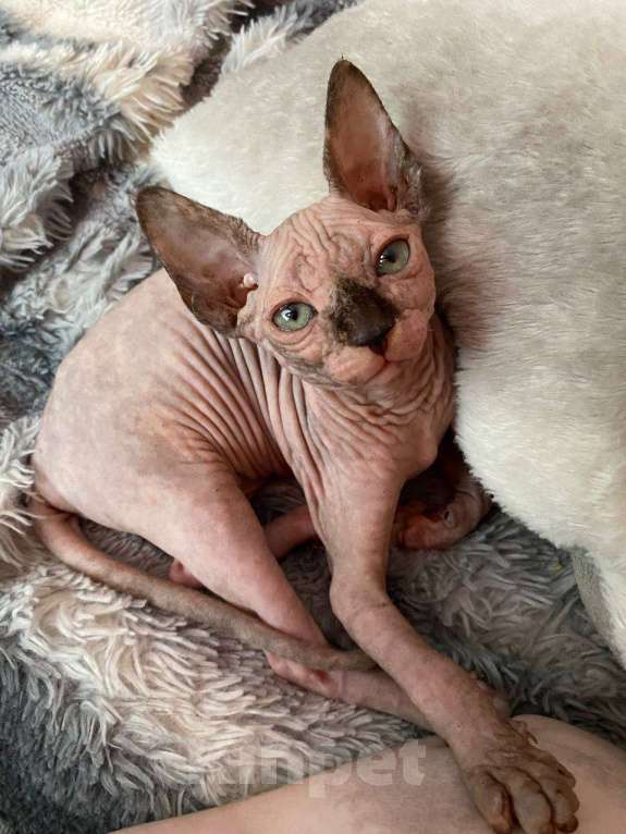 Кошки в других городах Московской области: Канадский сфинкс Девочка, 18 000 руб. - фото 3