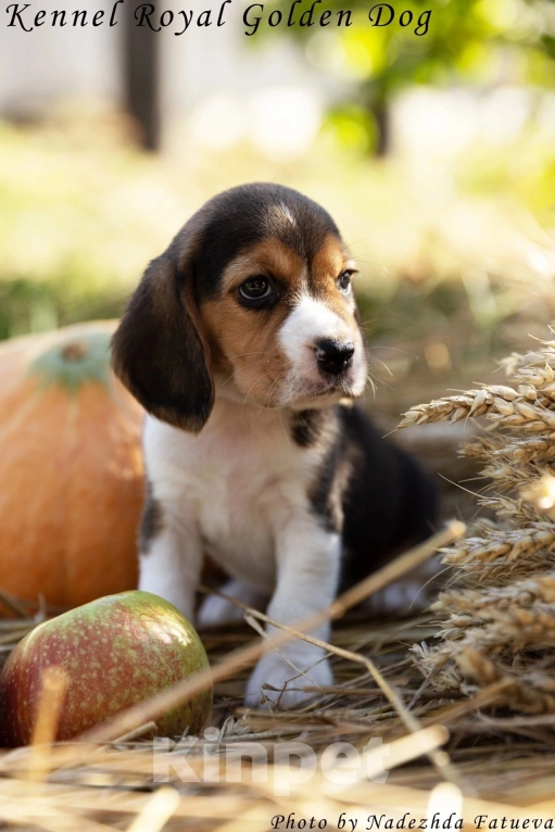 Собаки в Рязани: Девочка бигль Девочка, 60 000 руб. - фото 3