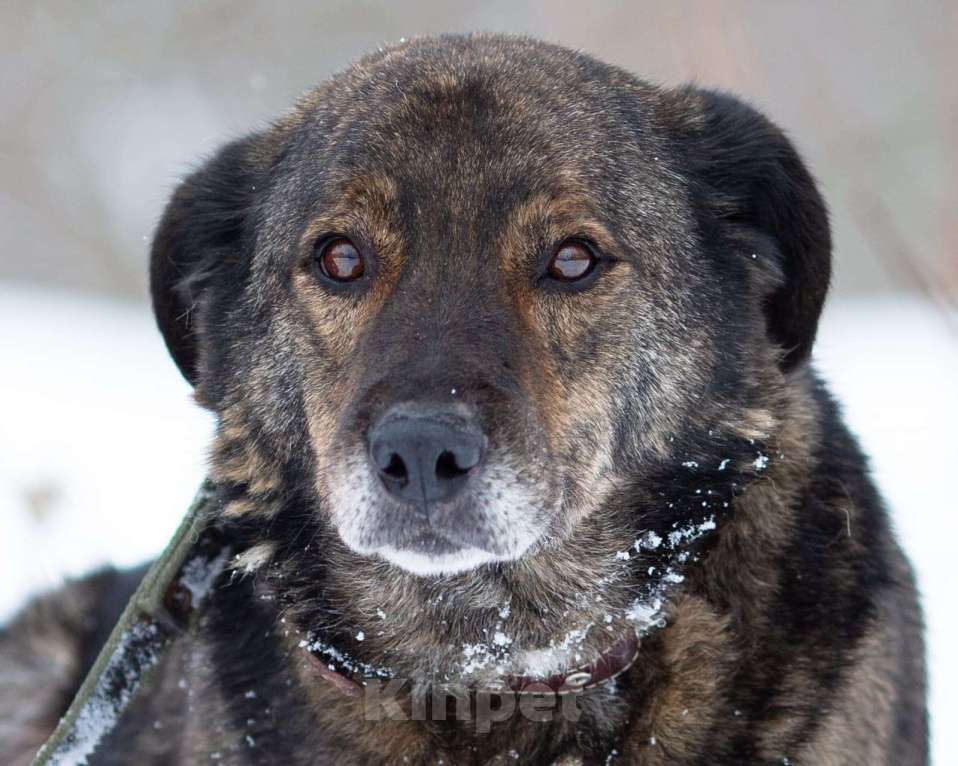 Собаки в Химках: Тиграш в самые лучшие руки Мальчик, Бесплатно - фото 2