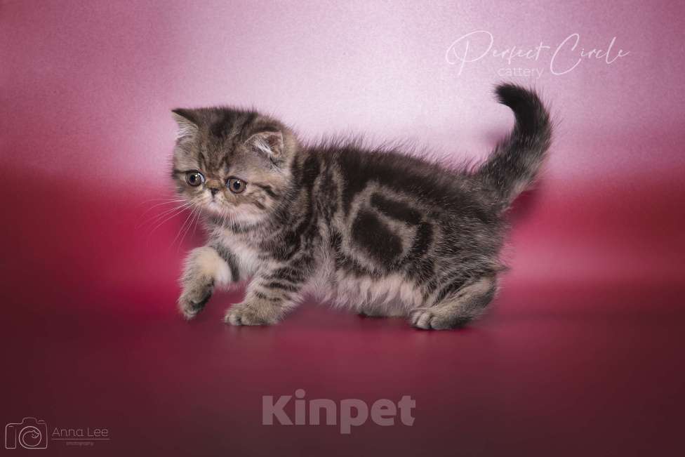 Кошки в Санкт-Петербурге: Экзотический котик Мальчик, 40 000 руб. - фото 2