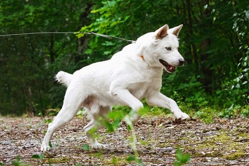 Собаки в Москве: Белый разноглазый красавец Захар в добрые руки Мальчик, Бесплатно - фото 3