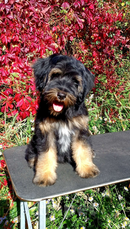 Собаки в Москве: Тибетский терьер щенок Мальчик, 75 000 руб. - фото 6