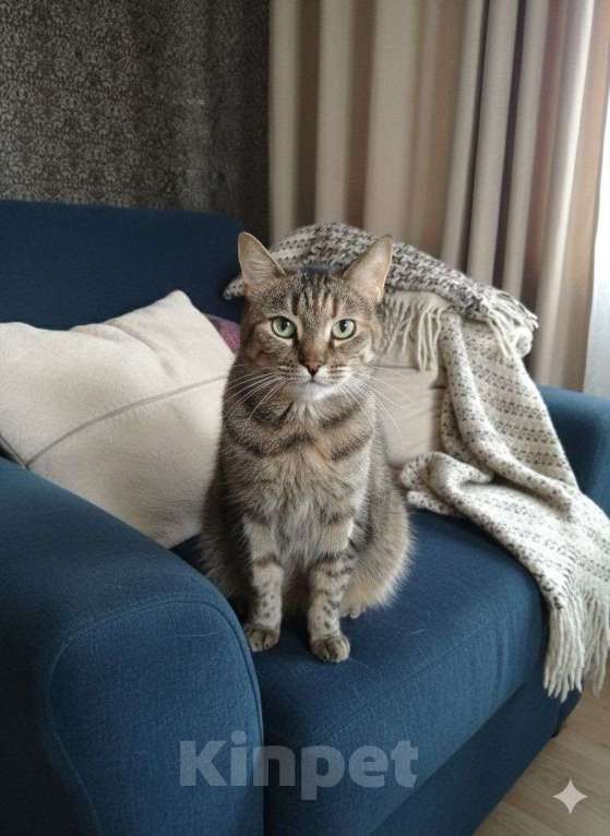 Кошки в Санкт-Петербурге: Кошка в добрые руки Девочка, Бесплатно - фото 1