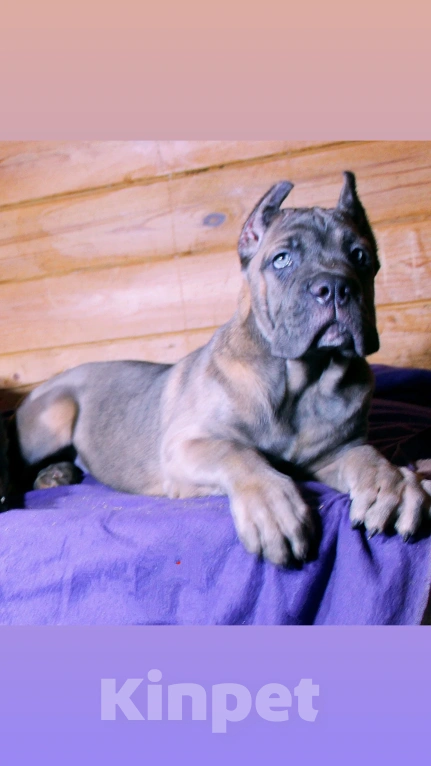 Собаки в Иркутске: Корсо-девочки Девочка, 80 000 руб. - фото 5