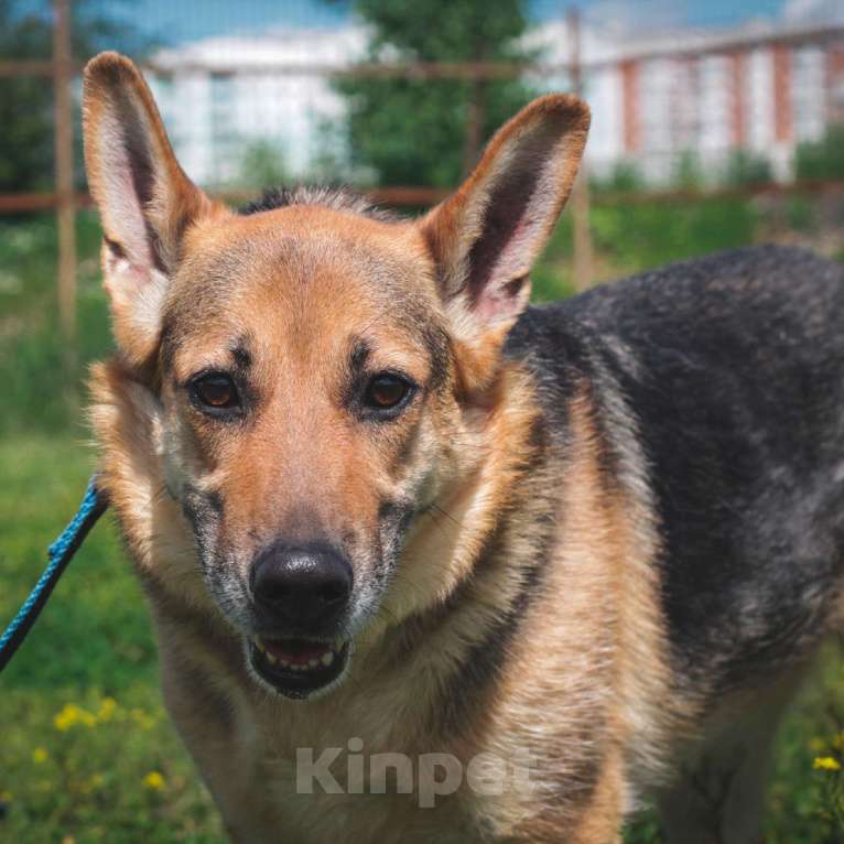 Собаки в Москве: Венеция Девочка, Бесплатно - фото 5