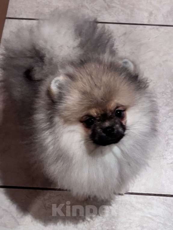 Собаки в Петергофе: Сладкий мальчонка Мальчик, 45 000 руб. - фото 5