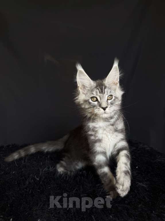 Кошки в Москве: Мейн-кун мальчик Мальчик, 40 000 руб. - фото 1