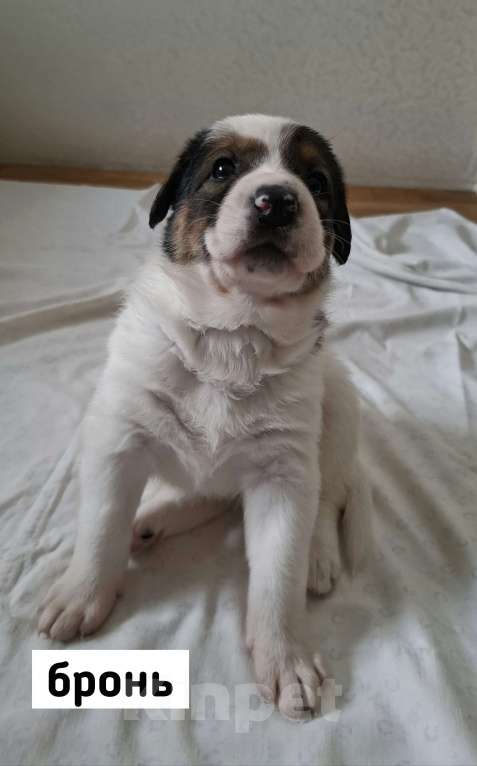 Собаки в Екатеринбурге: щенята в самую ответственную семью Мальчик, 1 000 руб. - фото 5