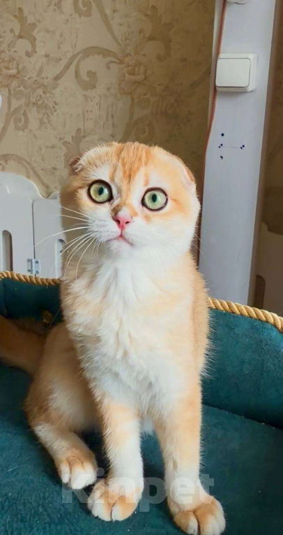 Кошки в Москве: Джинни Девочка, 50 000 руб. - фото 3