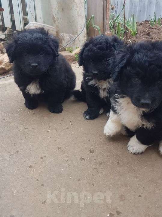 Собаки в Саке: ГолландскийТюльпхондСпаниель Мальчик, Бесплатно - фото 1