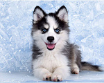 Собаки в Краснодаре: Щенки Помски Мальчик, 130 000 руб. - фото 1