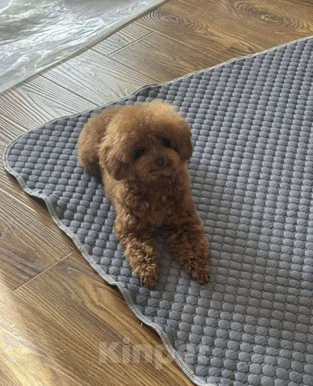 Собаки в Ростове-на-Дону: Тедди- пудель Девочка, 210 000 руб. - фото 3