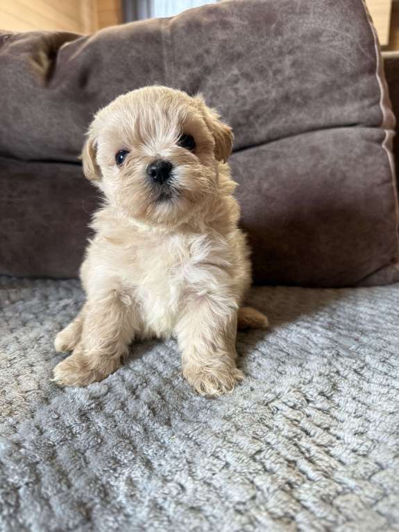 Собаки в Новосибирске: Мальтипу f1 Девочка, 80 000 руб. - фото 4