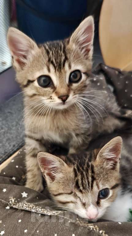 Кошки в Новороссийске: Спасеноши Мальчик, Бесплатно - фото 2