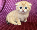 Кошки в Москве: Котик золотая шиншилла табби Мальчик, 30 000 руб. - фото 3