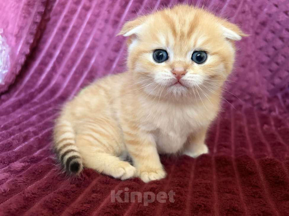 Кошки в Москве: Котик золотая шиншилла табби Мальчик, 30 000 руб. - фото 3