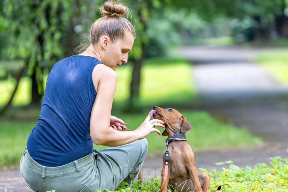 Собаки в Подольске: Щенок немецкого пинчера Девочка, 65 000 руб. - фото 5