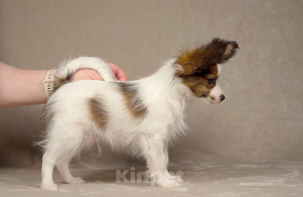 Собаки в Москве: Щенок Папийона (папильона) пит-к РКФ Мальчик, 80 000 руб. - фото 5