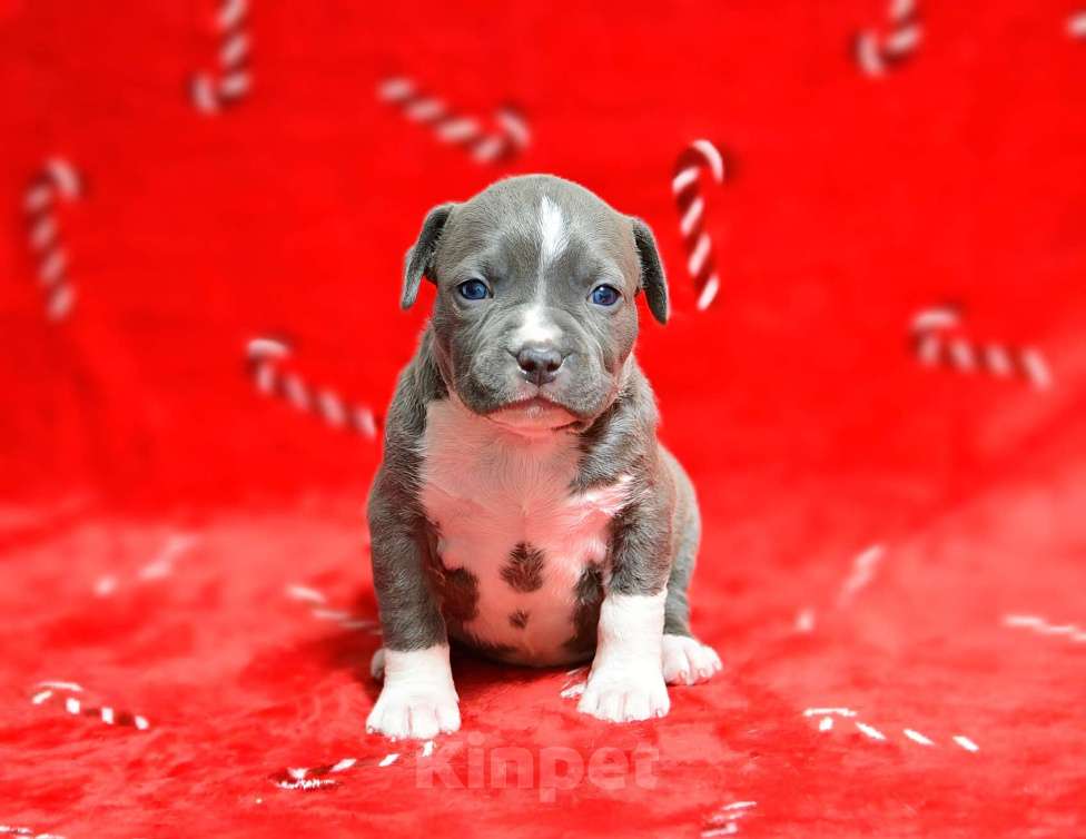 Собаки в Москве: Прекрасная голубая детка амстафф Девочка, 120 000 руб. - фото 1