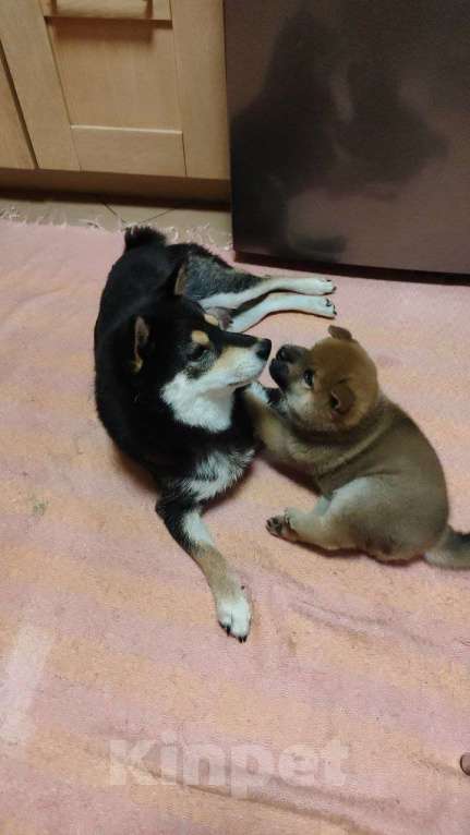 Собаки в Омске: Сиба ину для семьи и души Мальчик, Бесплатно - фото 8