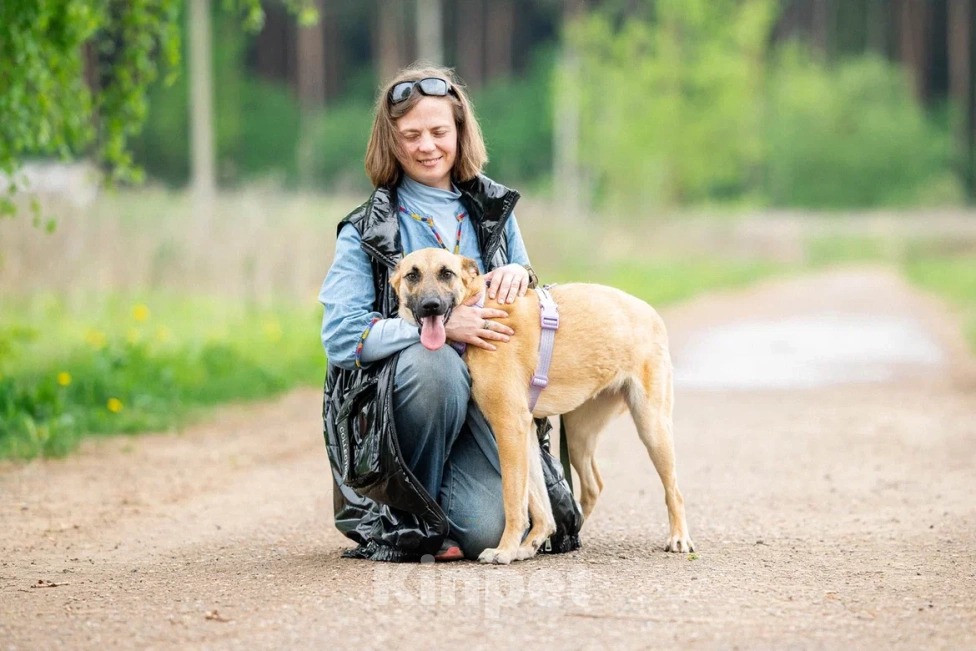 Собаки в Москве: Собака в дар Девочка, Бесплатно - фото 4