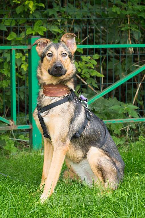 Собаки в Москве: Эльфо-собачка Девочка, Бесплатно - фото 2