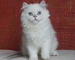 Кошки в Челябинске: Котик хайленд страйт с синими глазами. Мальчик, 25 000 руб. - фото 4